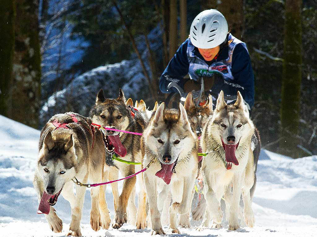 Impressionen von der Schlittenhunde-WM in Todtmoos