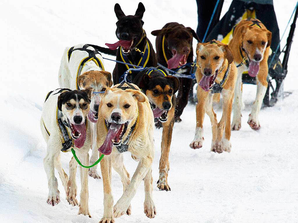 Impressionen von der Schlittenhunde-WM in Todtmoos