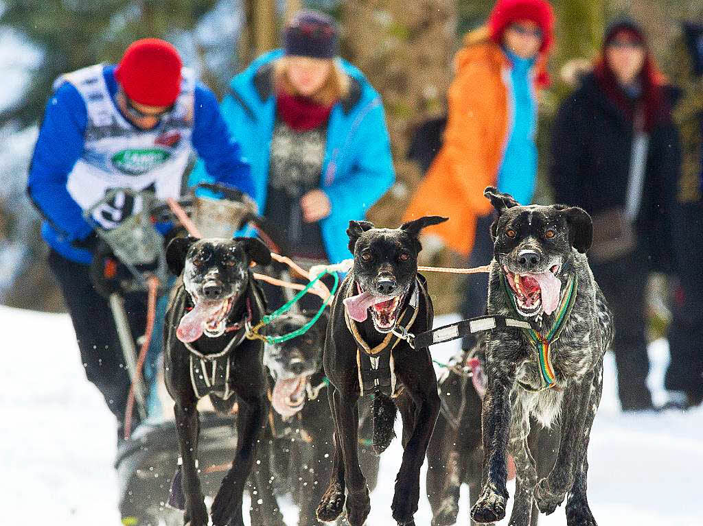 Impressionen von der Schlittenhunde-WM in Todtmoos