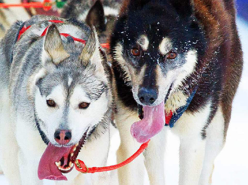 Impressionen von der Schlittenhunde-WM in Todtmoos