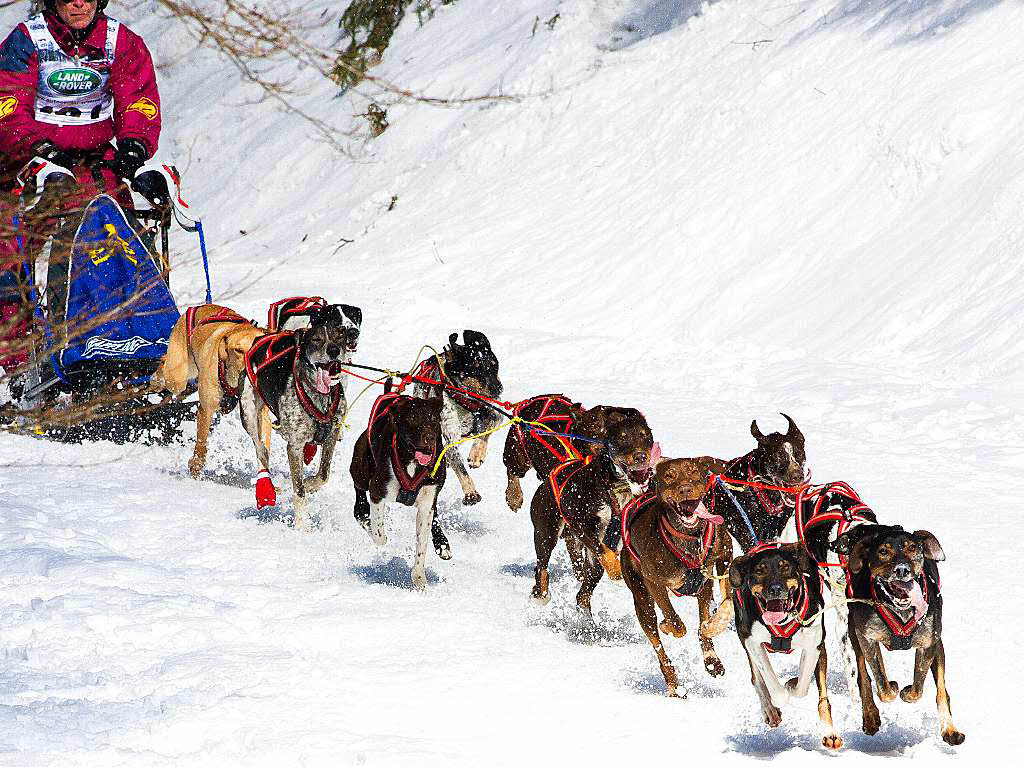 Impressionen von der Schlittenhunde-WM in Todtmoos