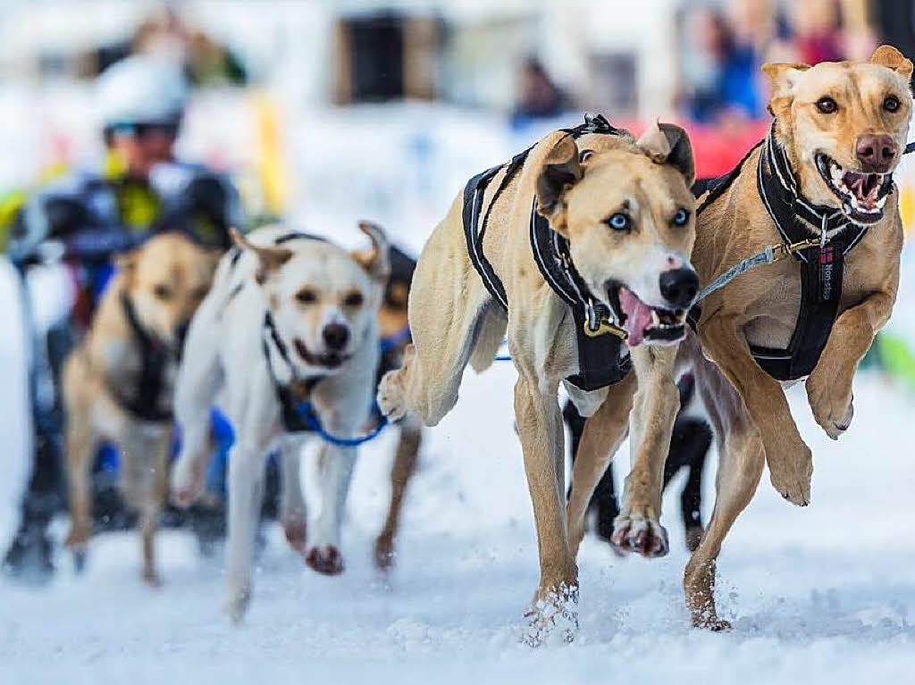 Impressionen von der Schlittenhunde-WM in Todtmoos