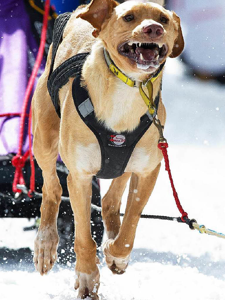 Impressionen von der Schlittenhunde-WM in Todtmoos