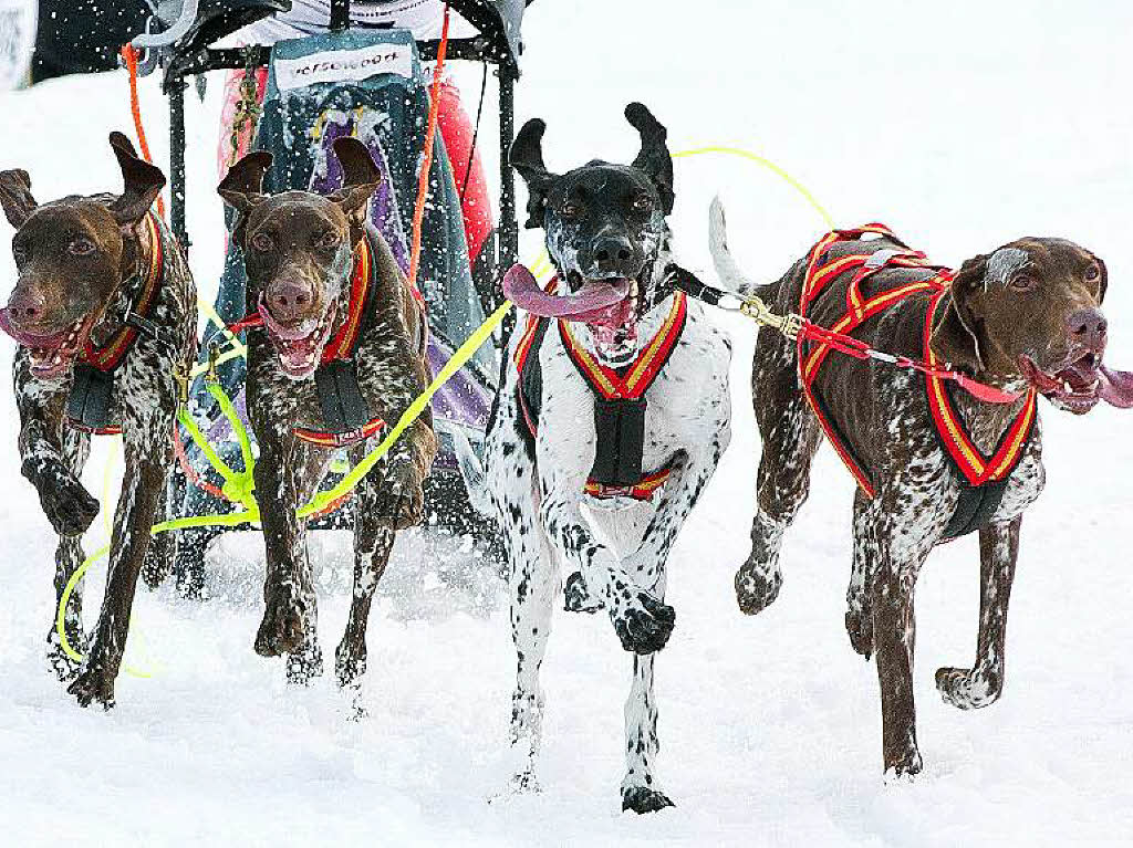 Impressionen von der Schlittenhunde-WM in Todtmoos