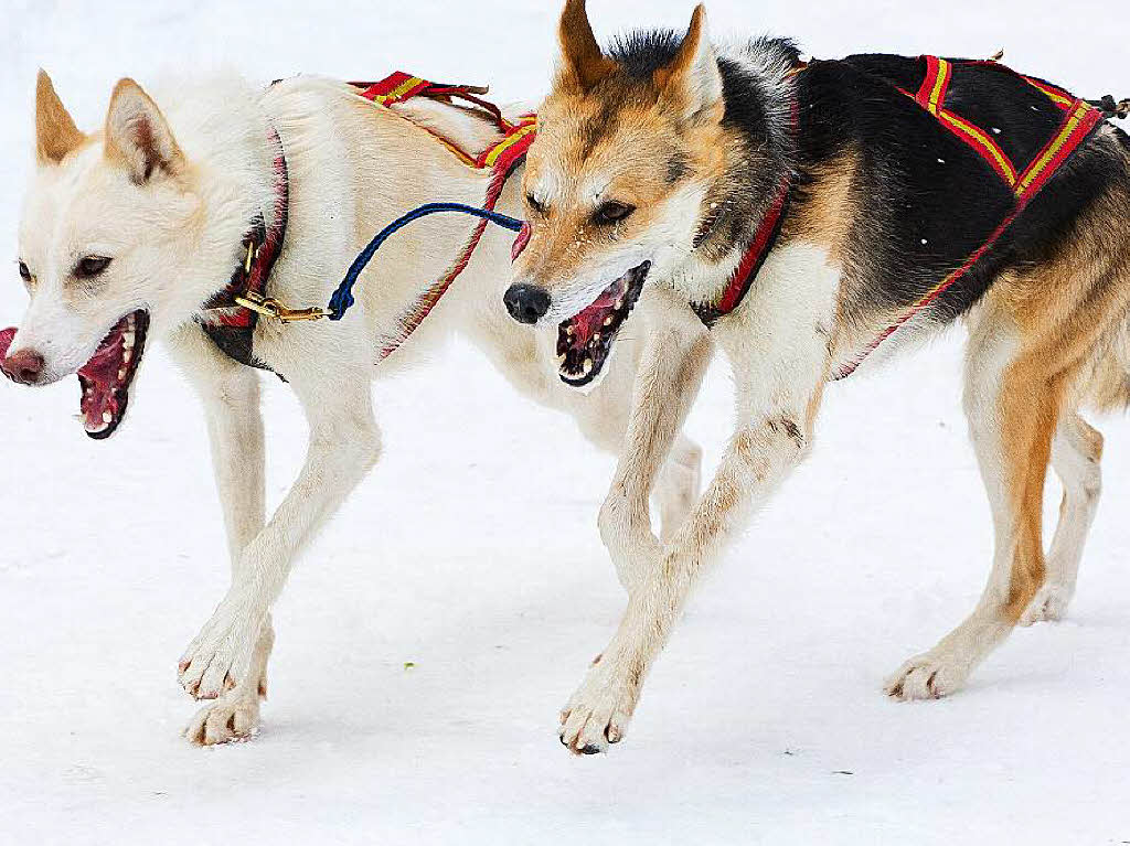 Impressionen von der Schlittenhunde-WM in Todtmoos