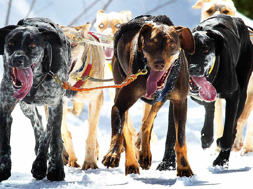 Impressionen von der Schlittenhunde-WM in Todtmoos