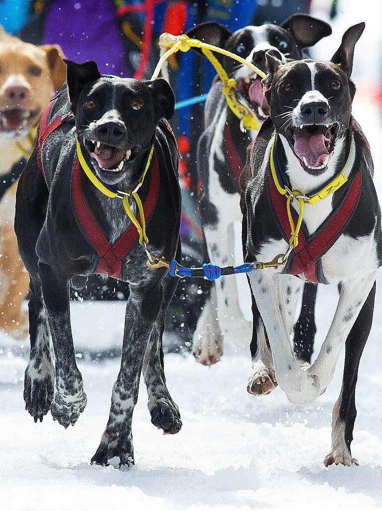 Impressionen von der Schlittenhunde-WM in Todtmoos