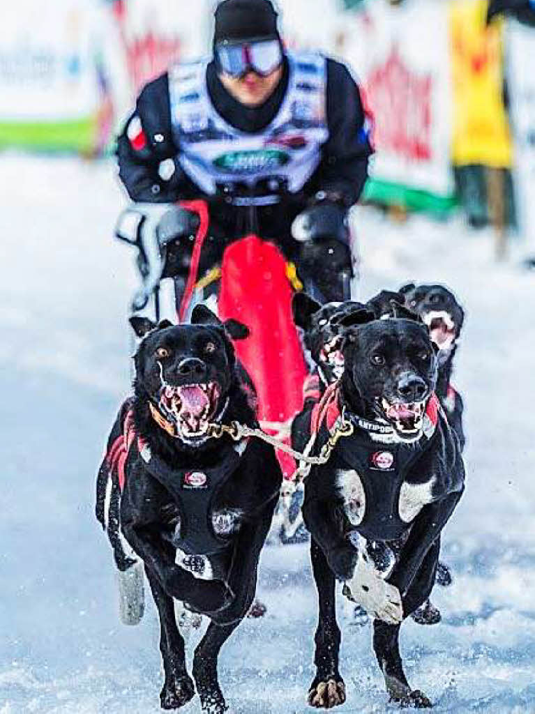 Impressionen von der Schlittenhunde-WM in Todtmoos