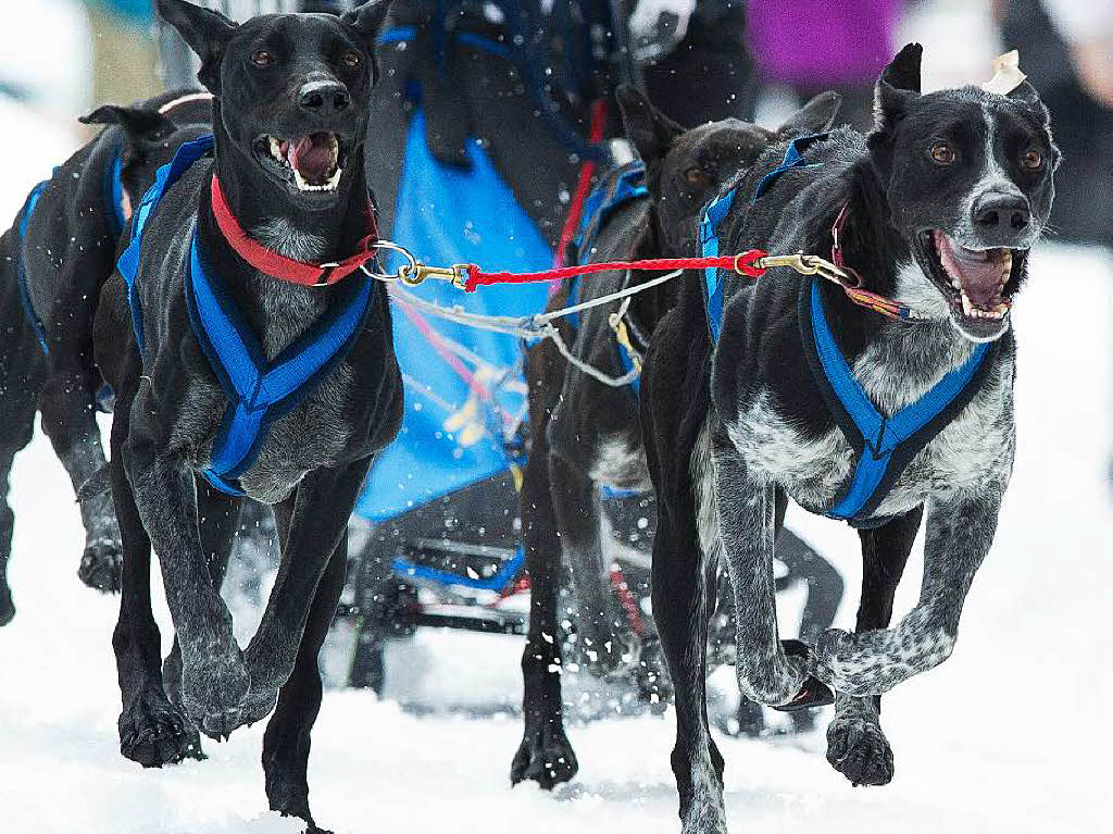 Impressionen von der Schlittenhunde-WM in Todtmoos