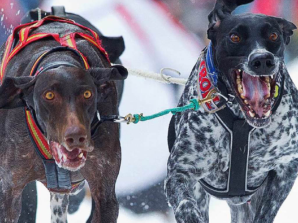 Impressionen von der Schlittenhunde-WM in Todtmoos