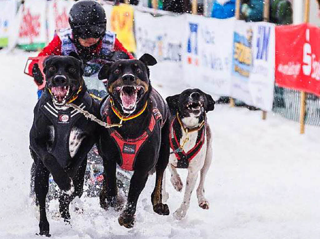 Impressionen von der Schlittenhunde-WM in Todtmoos