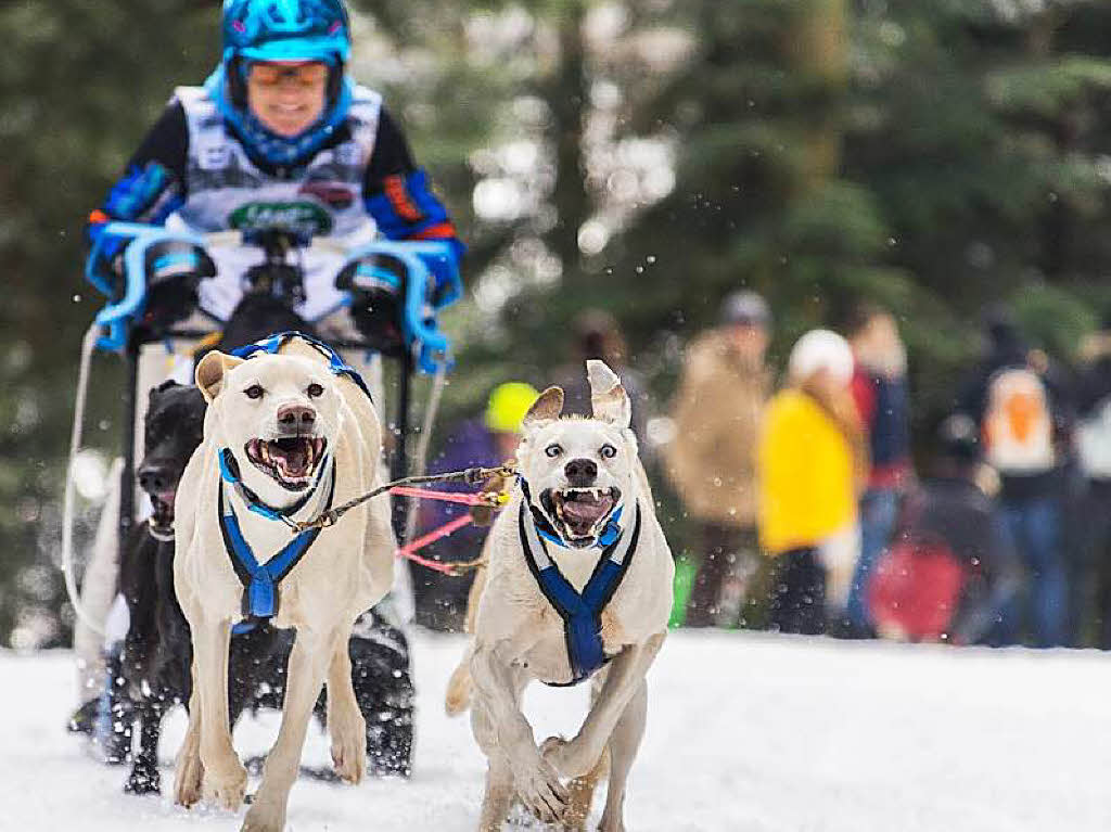 Impressionen von der Schlittenhunde-WM in Todtmoos