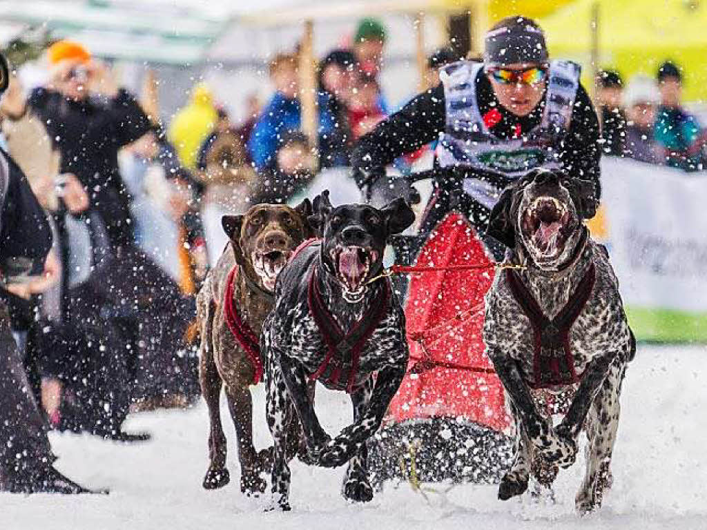 Impressionen von der Schlittenhunde-WM in Todtmoos