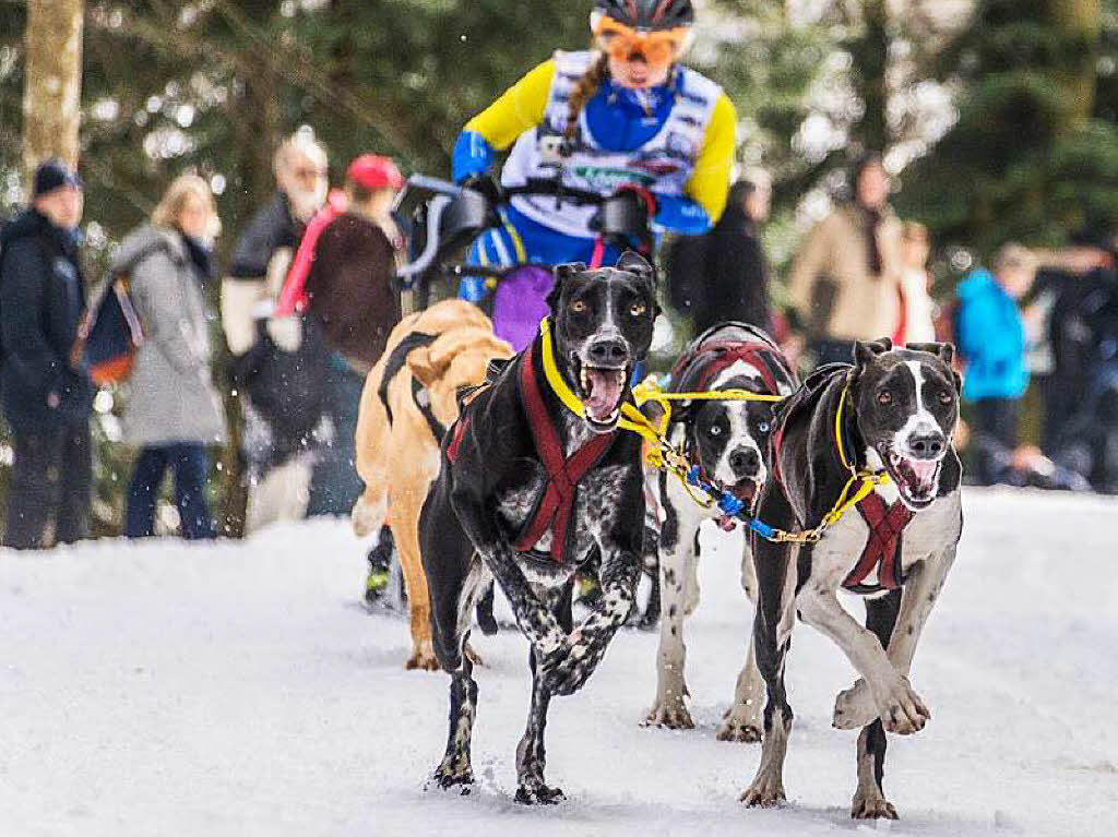 Impressionen von der Schlittenhunde-WM in Todtmoos