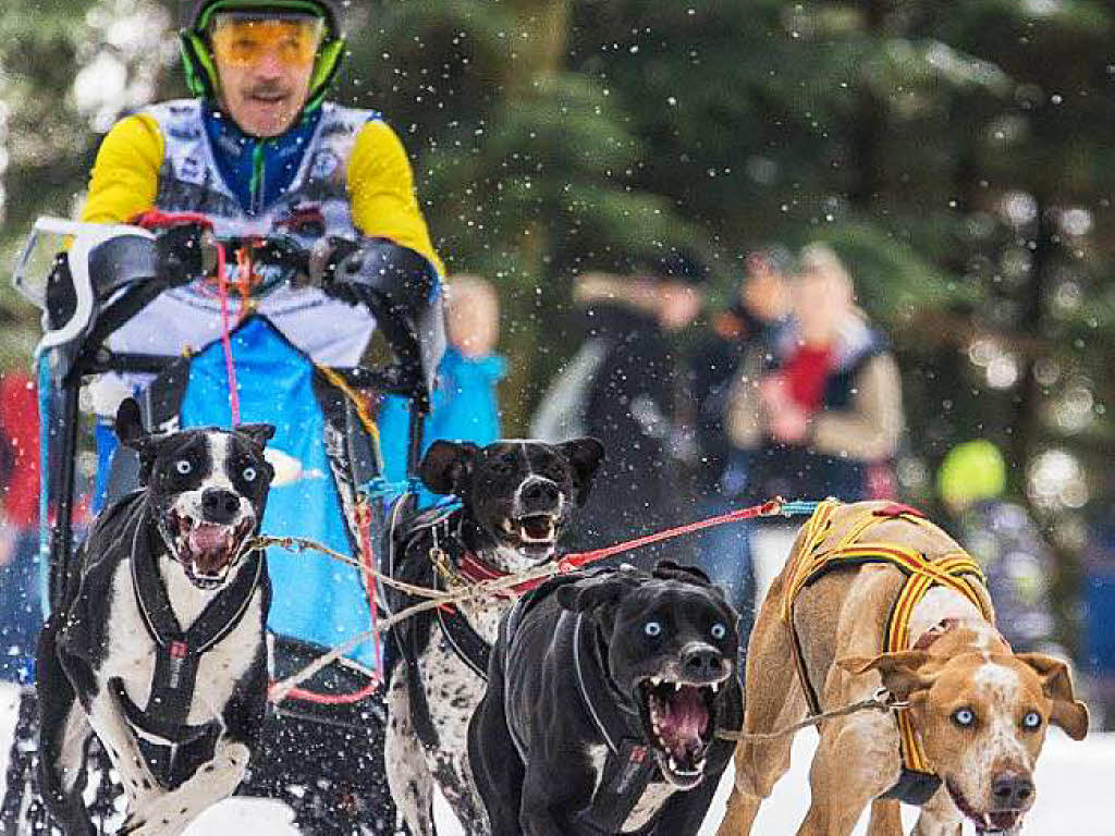 Impressionen von der Schlittenhunde-WM in Todtmoos