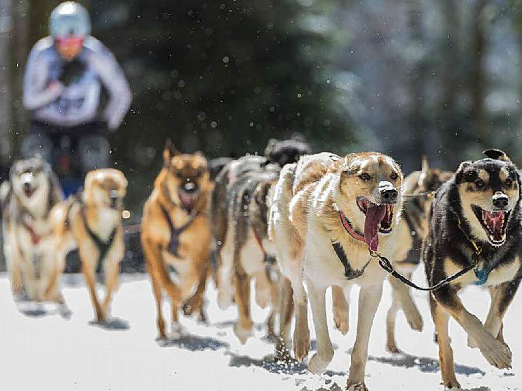 Impressionen von der Schlittenhunde-WM in Todtmoos