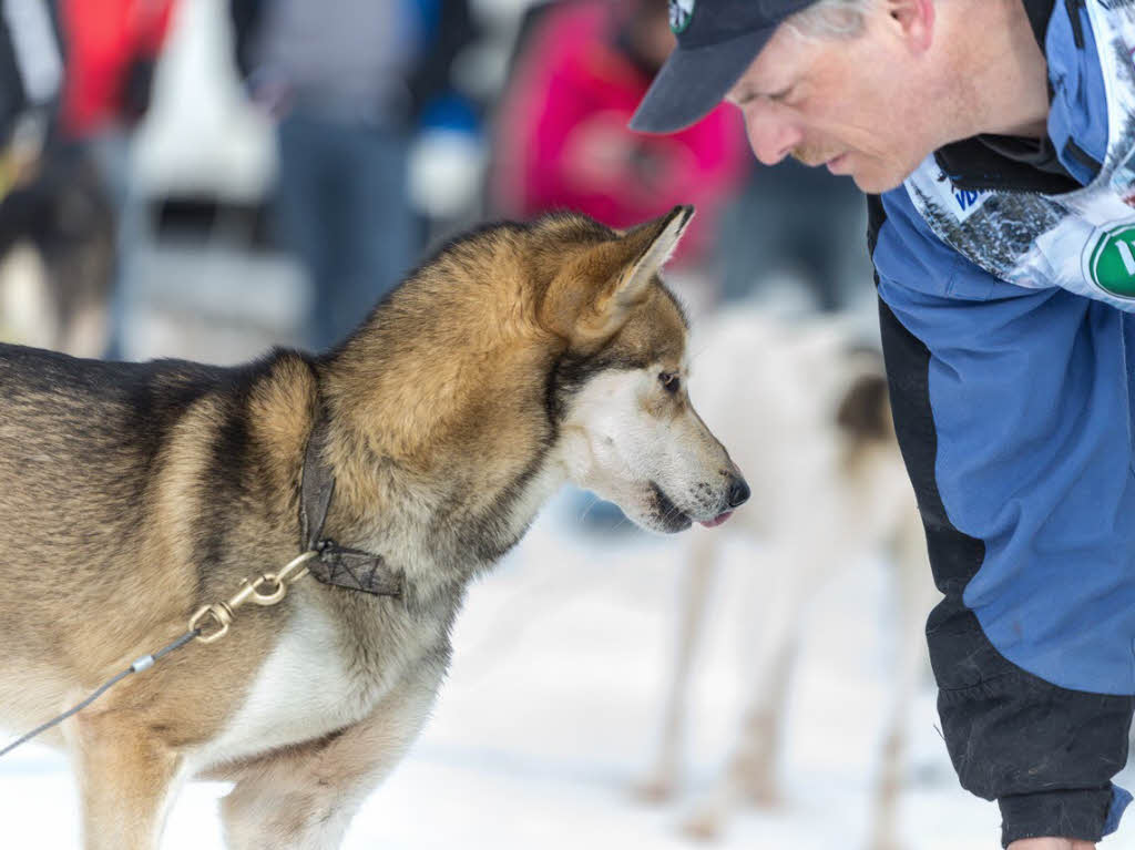 Impressionen von der Schlittenhunde-WM in Todtmoos