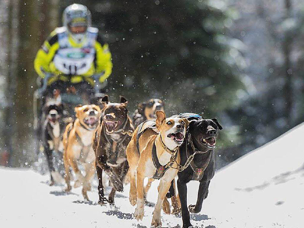 Impressionen von der Schlittenhunde-WM in Todtmoos