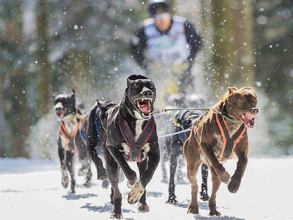 Impressionen von der Schlittenhunde-WM in Todtmoos