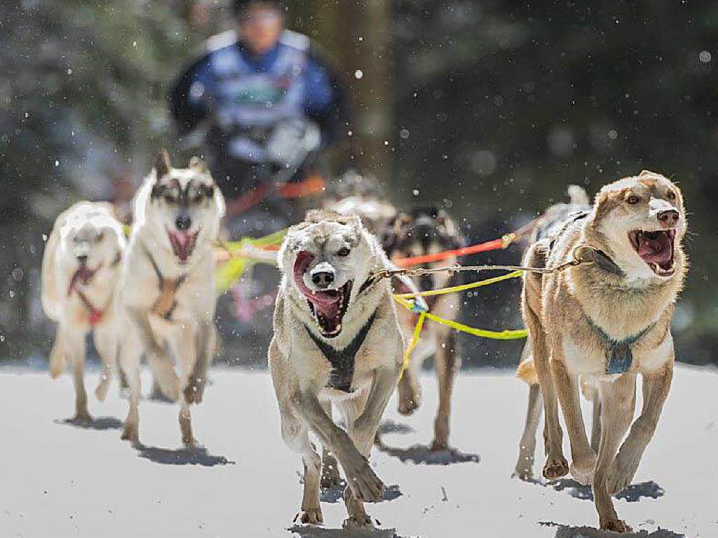 Impressionen von der Schlittenhunde-WM in Todtmoos