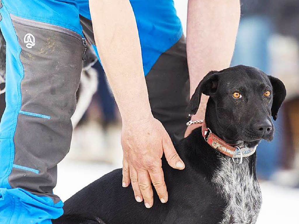 Impressionen von der Schlittenhunde-WM in Todtmoos