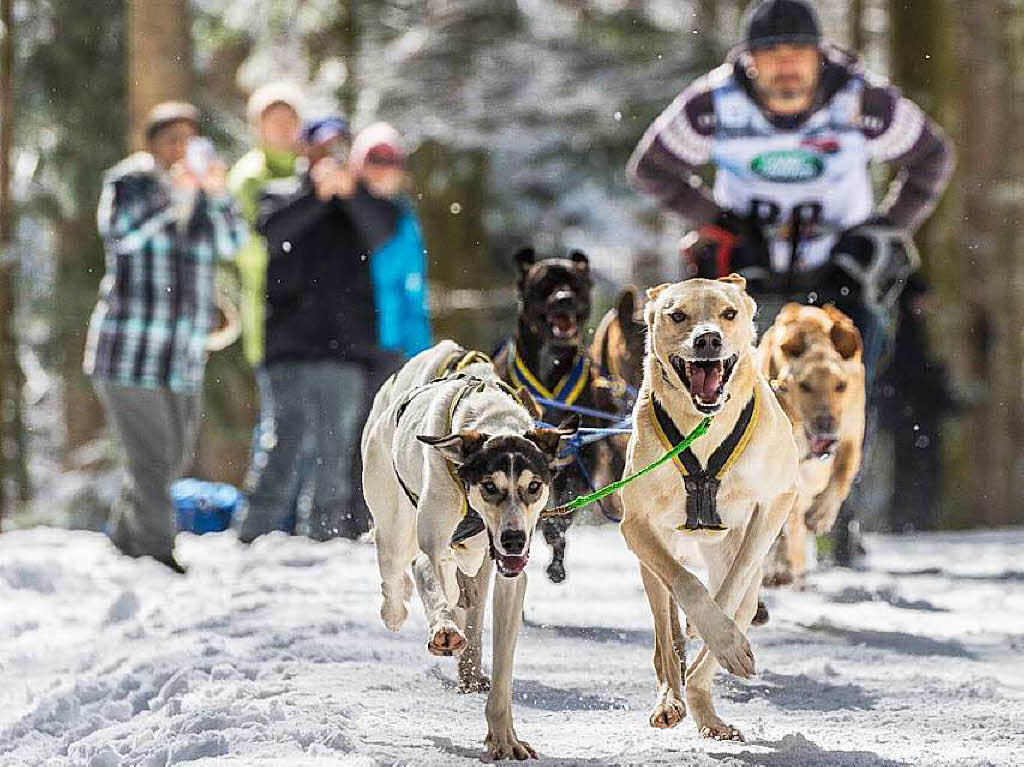 Impressionen von der Schlittenhunde-WM in Todtmoos