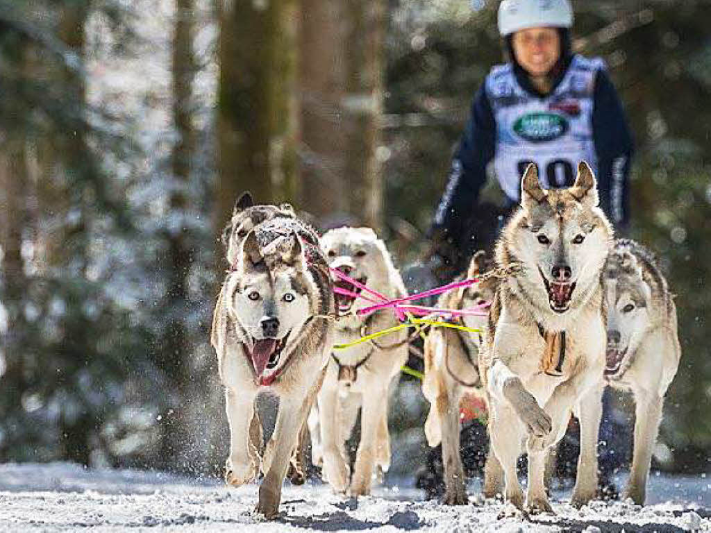 Impressionen von der Schlittenhunde-WM in Todtmoos