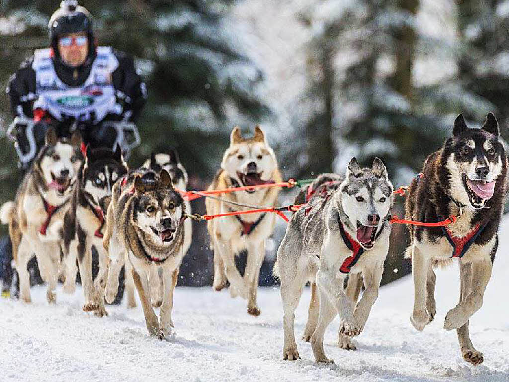 Impressionen von der Schlittenhunde-WM in Todtmoos