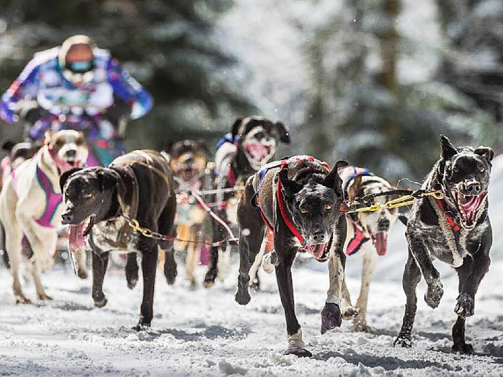 Impressionen von der Schlittenhunde-WM in Todtmoos