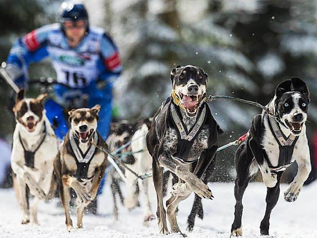 Impressionen von der Schlittenhunde-WM in Todtmoos