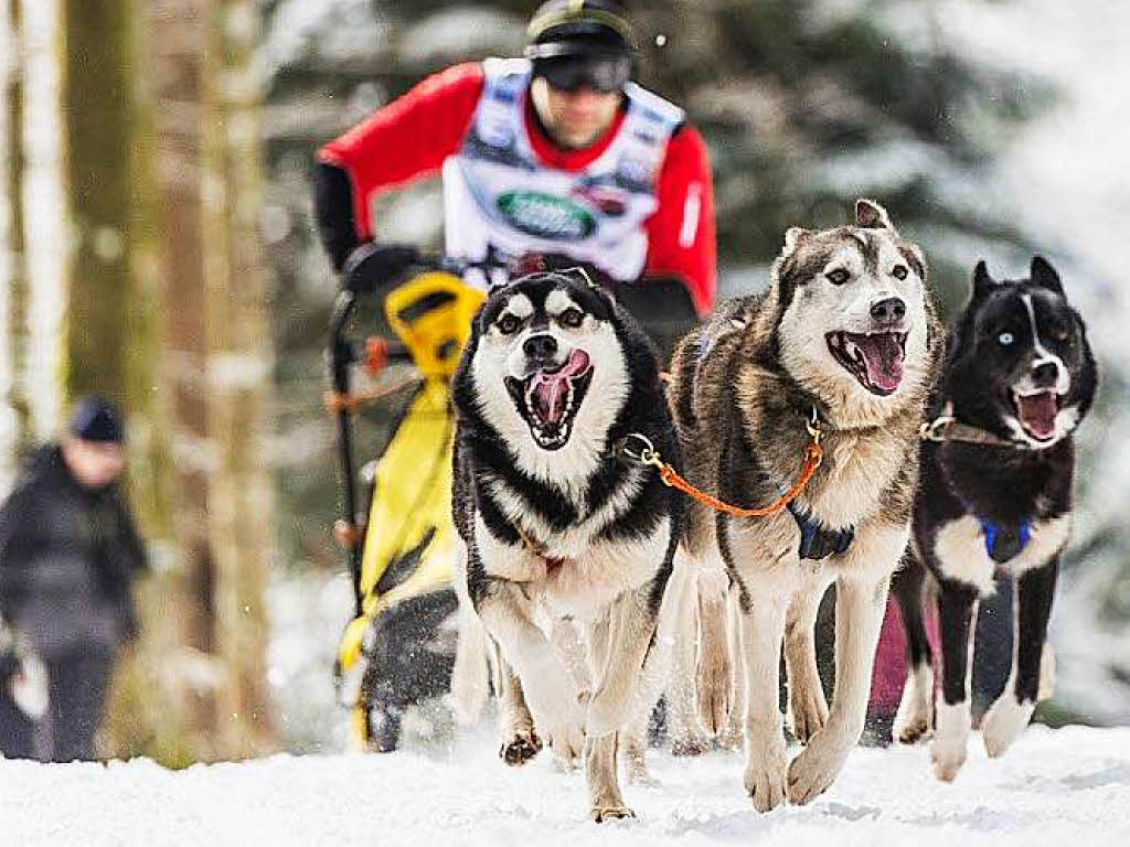 Impressionen von der Schlittenhunde-WM in Todtmoos