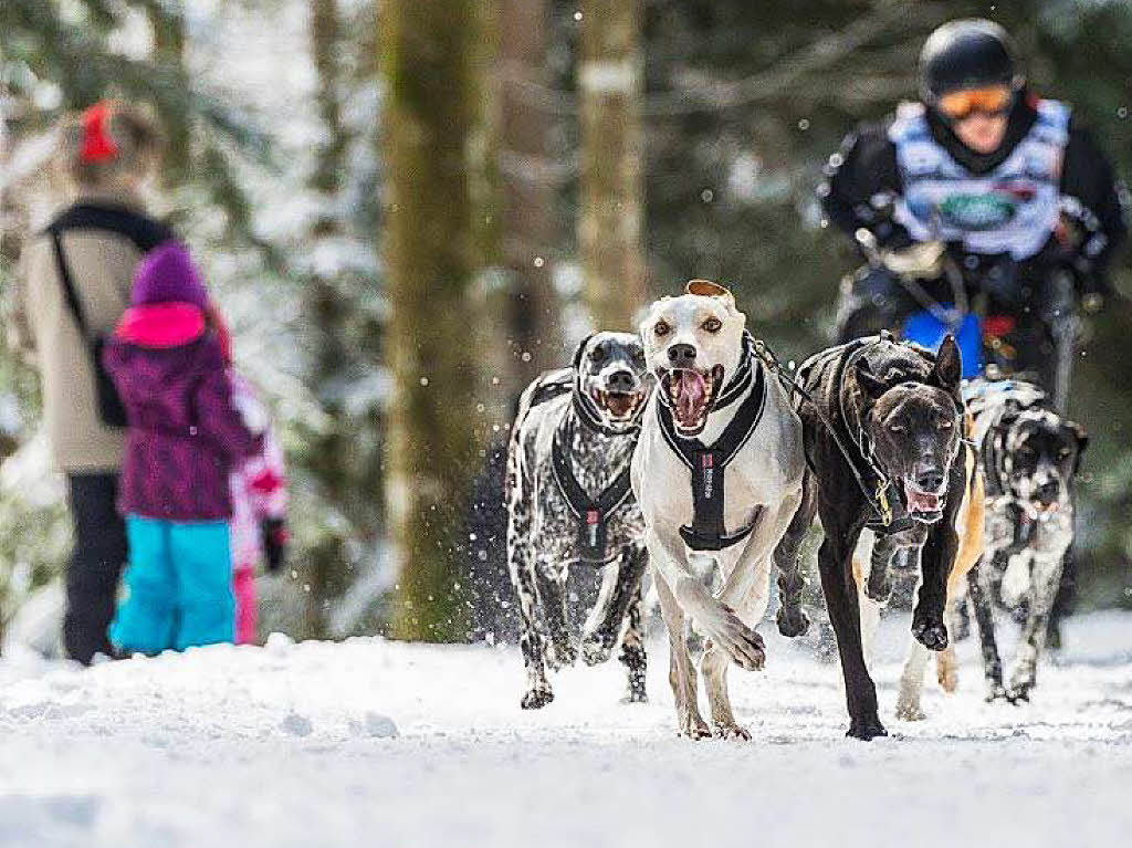 Impressionen von der Schlittenhunde-WM in Todtmoos