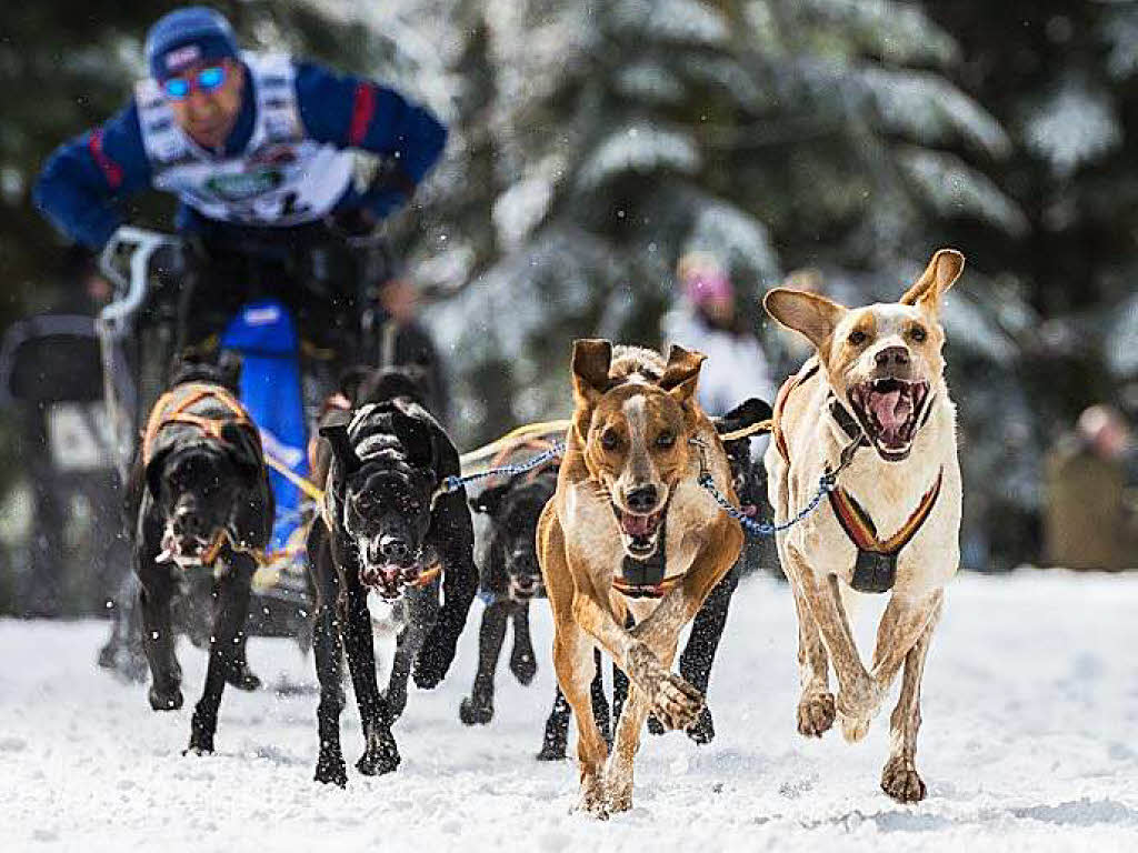 Impressionen von der Schlittenhunde-WM in Todtmoos