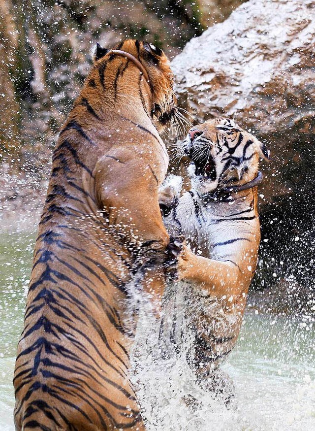 Tiger  &#8211; in der freien Natur vom...elen im Tiger Temple in Kanchanaburi.   | Foto: Rungroj Yongrit   EPA  (dpa)