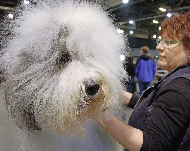 Bobtail Nicki wird von Frauchen Doris ...fr die Rassehundeschau hergerichtet.   | Foto: hsl