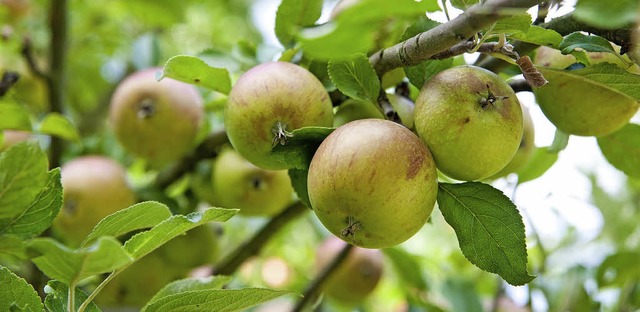 Wildpfel sehen appetitlich aus,  doch...igen Schnaps taugen sie aber allemal.   | Foto: dpa/zvg