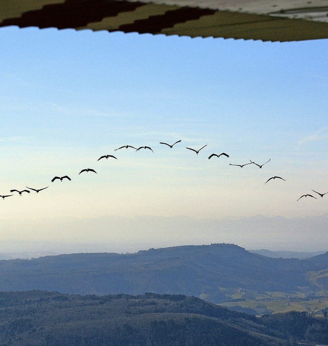 Am Himmel herrscht derzeit ein reger Z...re Brutsttten im Norden aufgebrochen.  | Foto: Erich Meyer