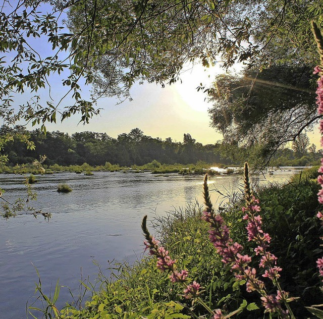 Der Lachs soll in den Rhein  zurckkehren.   | Foto: BZ