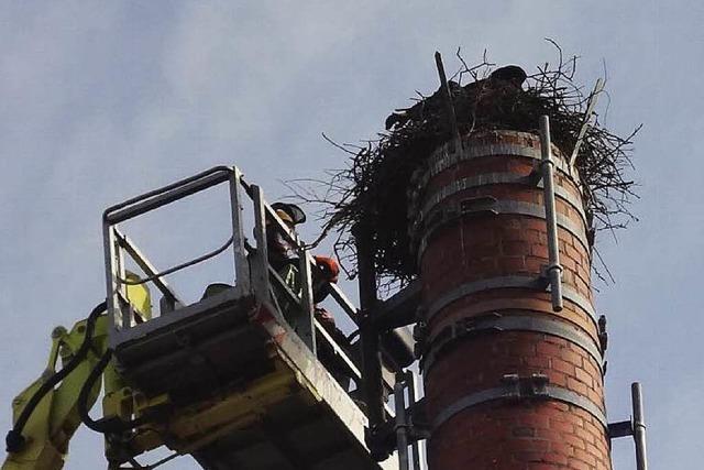 Abbau von Storchennest sorgt fr Aufregung in Wyhl