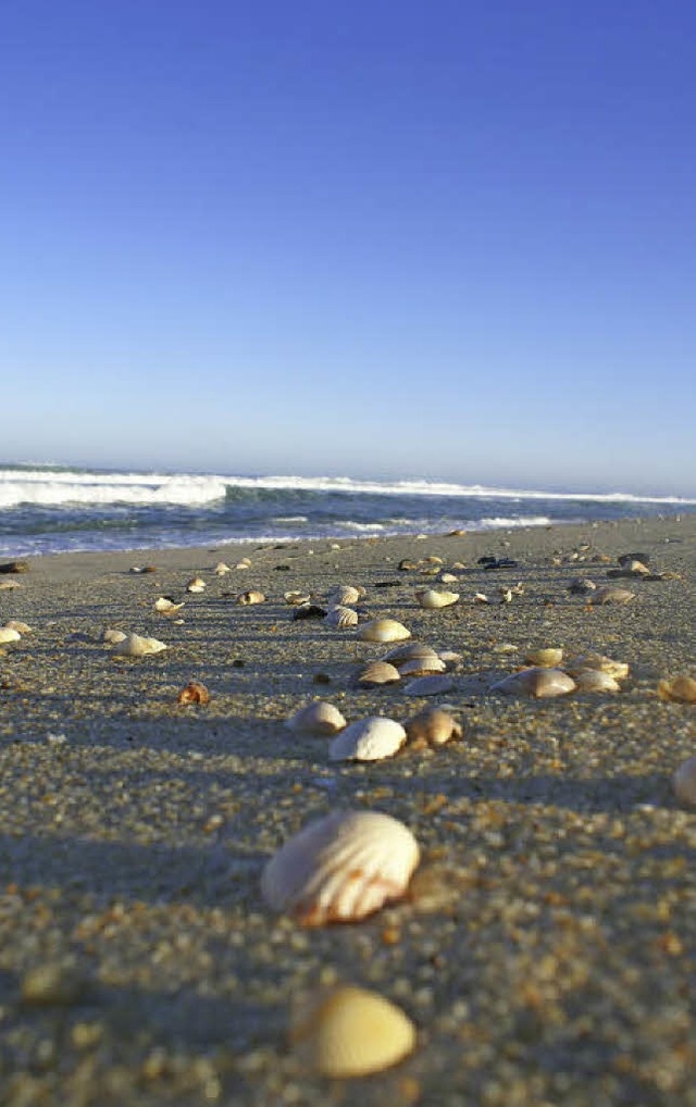 Muscheltreffen: am Atlantikstrand  | Foto: Michael Krug