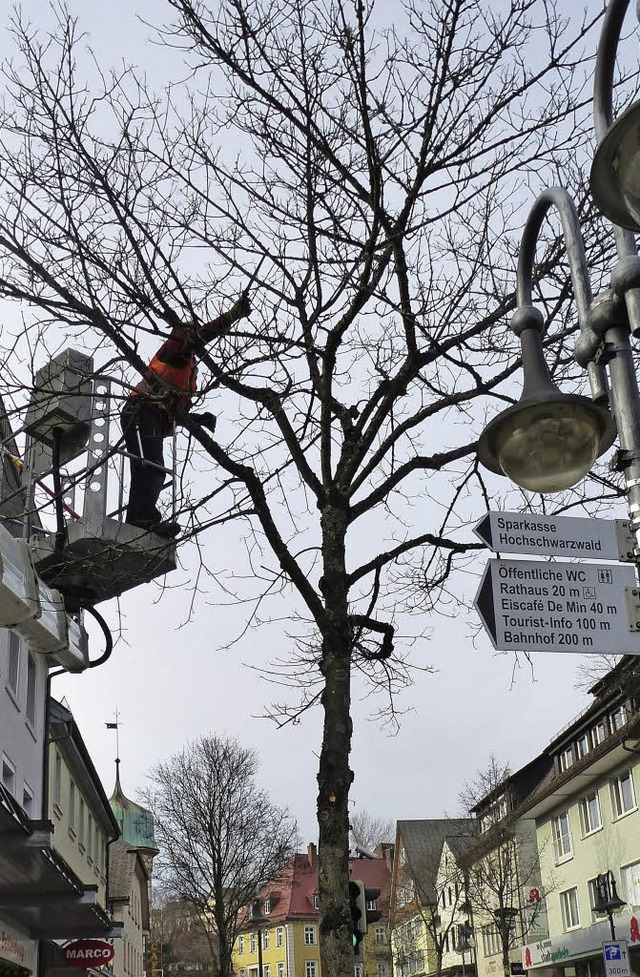Baumpflege in Neustadts Hauptstrae  | Foto: Peter Stellmach