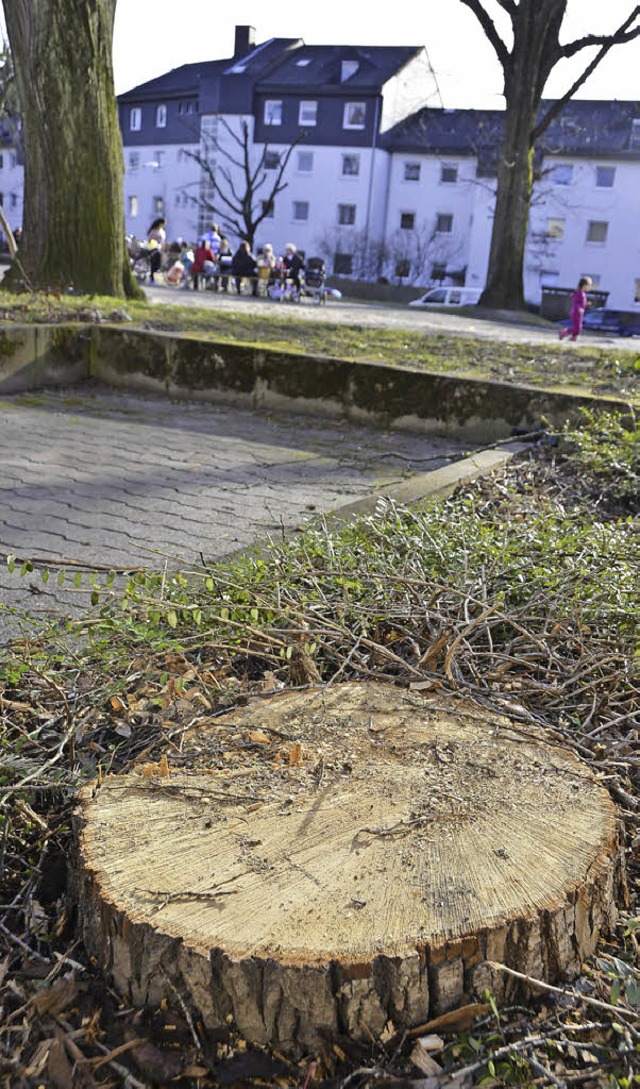 Abgesgt: Eine von 13 Linden entlang der Franz-Volk-Strae.   | Foto: hsl