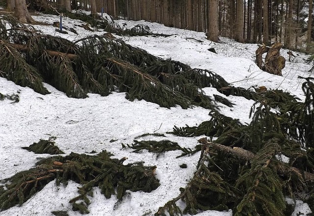 Schneebruchschden hielten sich in die... Aufarbeitung jetzt angepackt werden.   | Foto: wolfgang adam