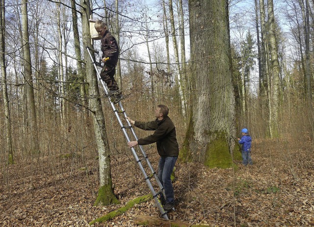 Neue Wohnungen in luftiger Hhe: Die F...ntag Nistksten im Wiechser Wald auf.   | Foto: zvg