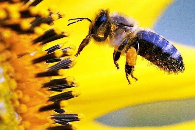 Bienenfreunde gewinnen Prozess gegen Bayer-Konzern
