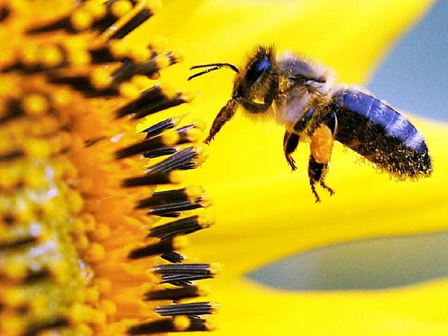 &#8222;Das ist ein Sieg fr die Bienen...omas Brckmann vom BUND zu dem Urteil.  | Foto: dpa