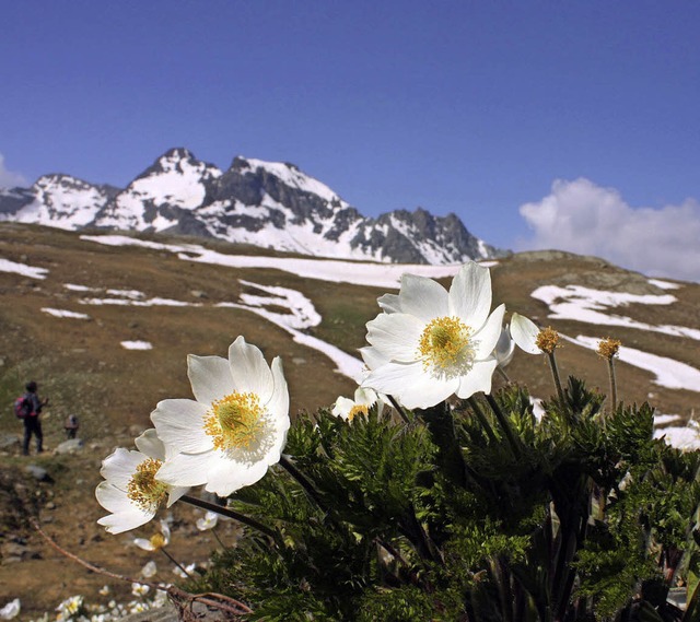Die Alpen sind ein Sehnsuchtsziel vieler Radler.  | Foto:  DPA