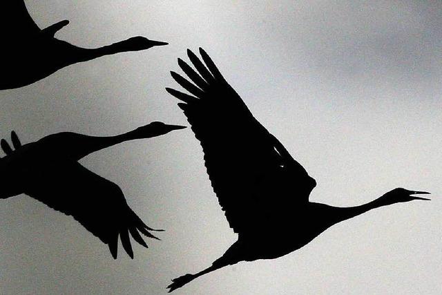 Wissenschaftler hoffen auf neue Erkenntnisse bei Zugvögeln