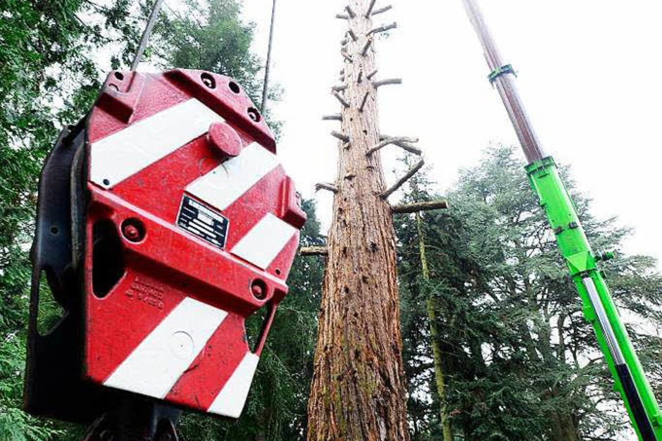 Fotos Mammutbaum im Botanischen Garten wird gefällt