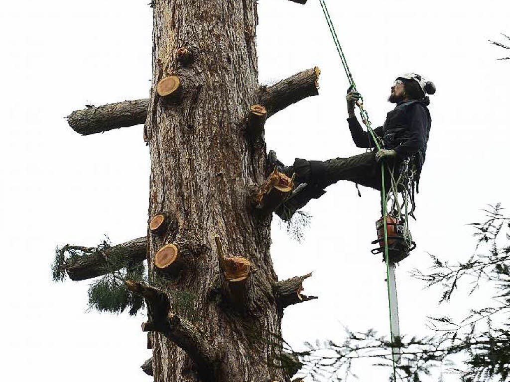 Thomas Wolffrom, Baumpfleger mit Kettensge in luftiger Hhe.